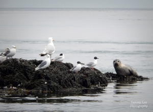 Gray seal, Herring Gulls, Bonaparte's Gulls, Black-legged Kittiwakes, Atlantic Coast off of Eastport, Maine